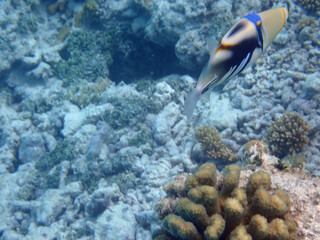 maldives sorkeling with colorful fish