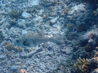maldives sorkeling with colorful fish