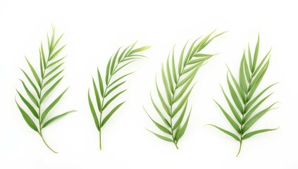 Fototapeta premium Green Palm Fronds on White Background