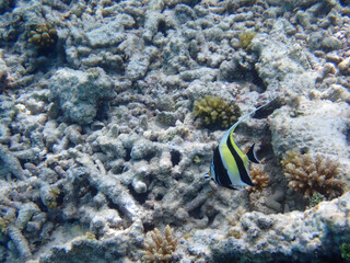 maldives sorkeling with colorful fish