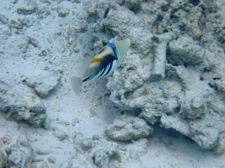maldives sorkeling with colorful fish