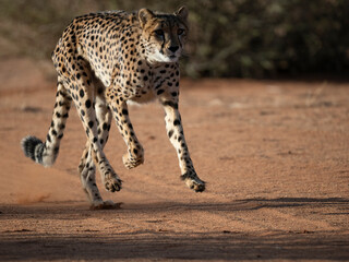 Gepard (Acinonyx jubatus)