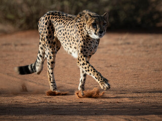 Gepard (Acinonyx jubatus) © Lothar Lenz