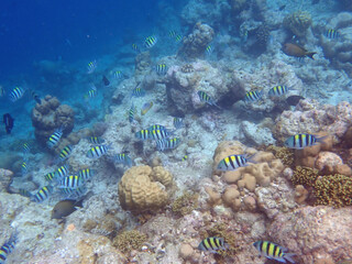 maldives sorkeling with colorful fish