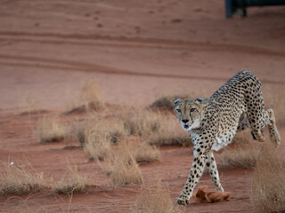 Gepard (Acinonyx jubatus)