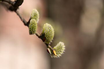 Willow branch with catkins near the river in sunny weather, willow - Easter symbol
