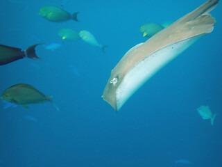 Fototapeta premium maldives sorkeling with colorful fish