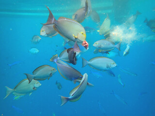 Fototapeta premium maldives sorkeling with colorful fish