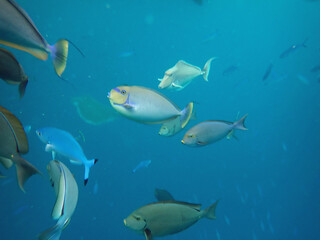 Fototapeta premium maldives sorkeling with colorful fish