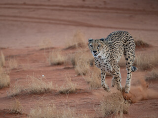 Gepard (Acinonyx jubatus)