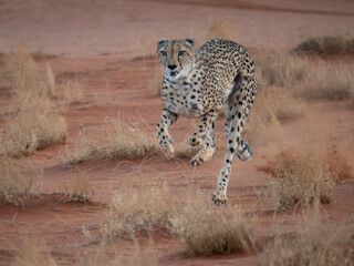 Gepard (Acinonyx jubatus) © Lothar Lenz