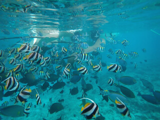 Fototapeta premium snorkeling with stingray on the maldives