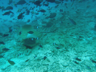 snorkeling with stingray on the maldives