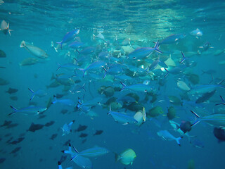 Fototapeta premium maldives sorkeling with colorful fish