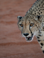 Gepard (Acinonyx jubatus)