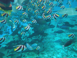 maldives sorkeling with colorful fish