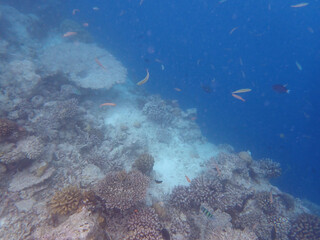 maldives sorkeling with colorful fish