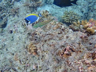 maldives sorkeling with colorful fish