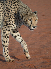 Gepard (Acinonyx jubatus)