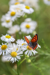 Butterfly on white flowers