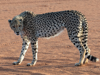 Gepard (Acinonyx jubatus) © Lothar Lenz