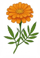 flower marigold illustration 