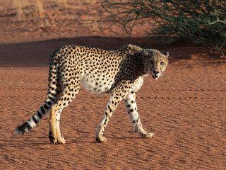 Gepard (Acinonyx jubatus)
