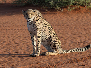 Gepard (Acinonyx jubatus)