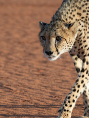 Gepard (Acinonyx jubatus)