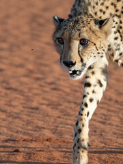 Gepard (Acinonyx jubatus)