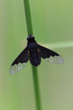 Dark-edged bee-fly