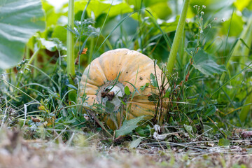 A large pumpkin is sitting in the grass