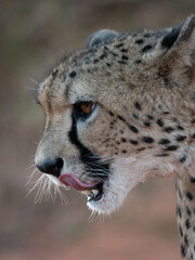 Gepard (Acinonyx jubatus)