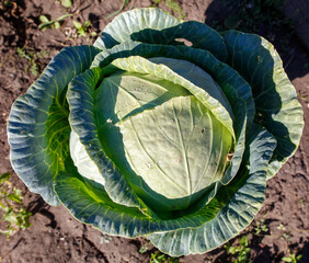 A large green cabbage sits on the ground