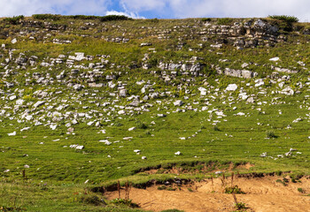 autumn colors in nature, plants on a sunny day, a park, a walk through the countryside and the alpine expanses