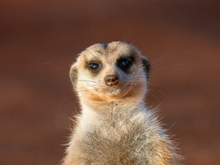 Erdmännchen (Suricata suricatta)