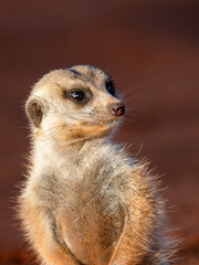 Erdm&auml;nnchen (Suricata suricatta)