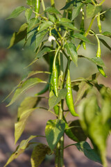 A green plant with green leaves and green peppers