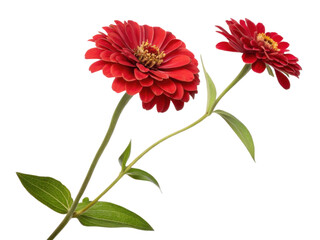 Beautiful zinnia flowers bloom vibrantly with rich red petals and lush green leaves creating stunning display of nature beauty