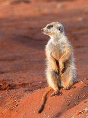 Erdmännchen (Suricata suricatta)