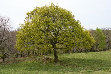 Lush green English Oak tree standing alone in a sprawling grassy field.