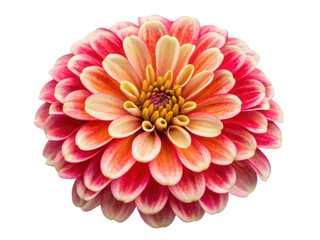 Fototapeta premium vibrant zinnia flower showcases its stunning petals in shades of pink and cream, radiating beauty and joy in any garden setting