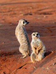 Fototapeta premium Erdmännchen (Suricata suricatta)