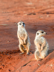 Fototapeta premium Erdmännchen (Suricata suricatta)