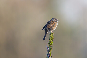 a dunnock sitting on the top of a fir tree against a blurred light brown background