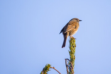 a dunnock sitting on the top of a fir tree against a blue sky