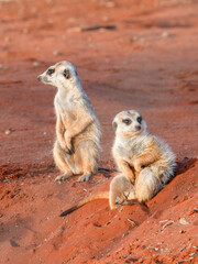 Erdmännchen (Suricata suricatta)
