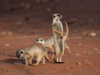 Fototapeta premium Erdmännchen (Suricata suricatta)