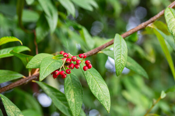 Red small fruits on a branch with green leaves. Cotoneaster salicifolius, the willow-leaved cotoneaster, is a drought-tolerant, evergreen to semi-evergreen, low-lying.