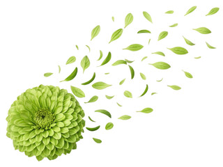 vibrant zinnia flower bursts with life as its green petals gracefully scatter in breeze, creating serene and refreshing atmosphere